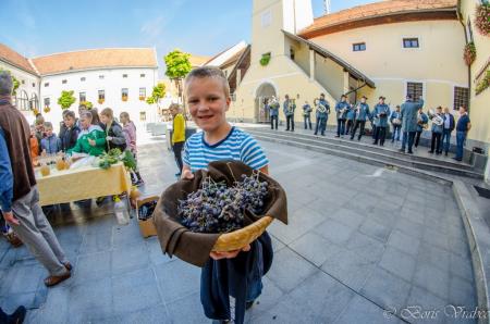 Trgatev stare trte 2